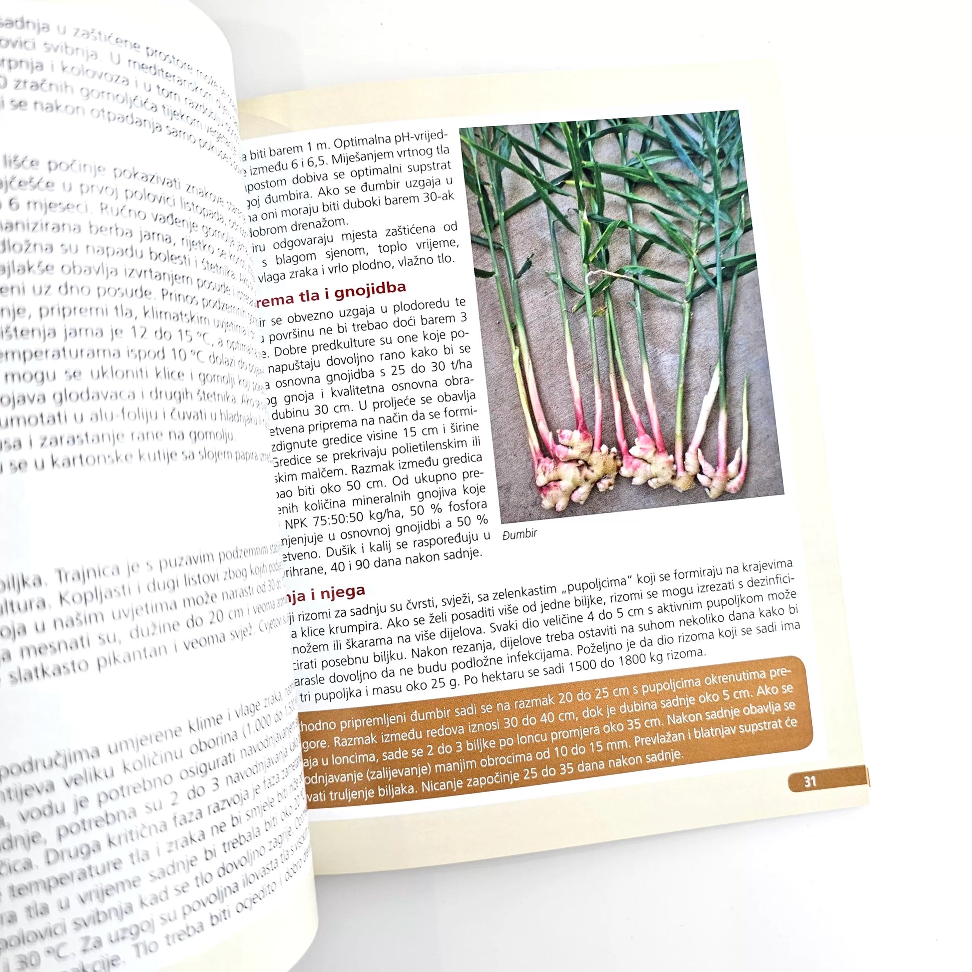 Proizvodnja Krumpira i Ostalog Gomoljastog  Povrća: Kako Do Vrhunskog Povrća Book open to a page with text and an image of garlic bulbs